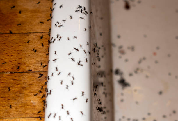 Best Best Pest Control Companies  in Crocker, WA
